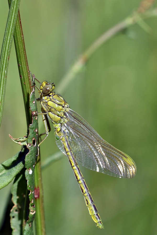 comp JEM 7541

Westliche Keiljungfer