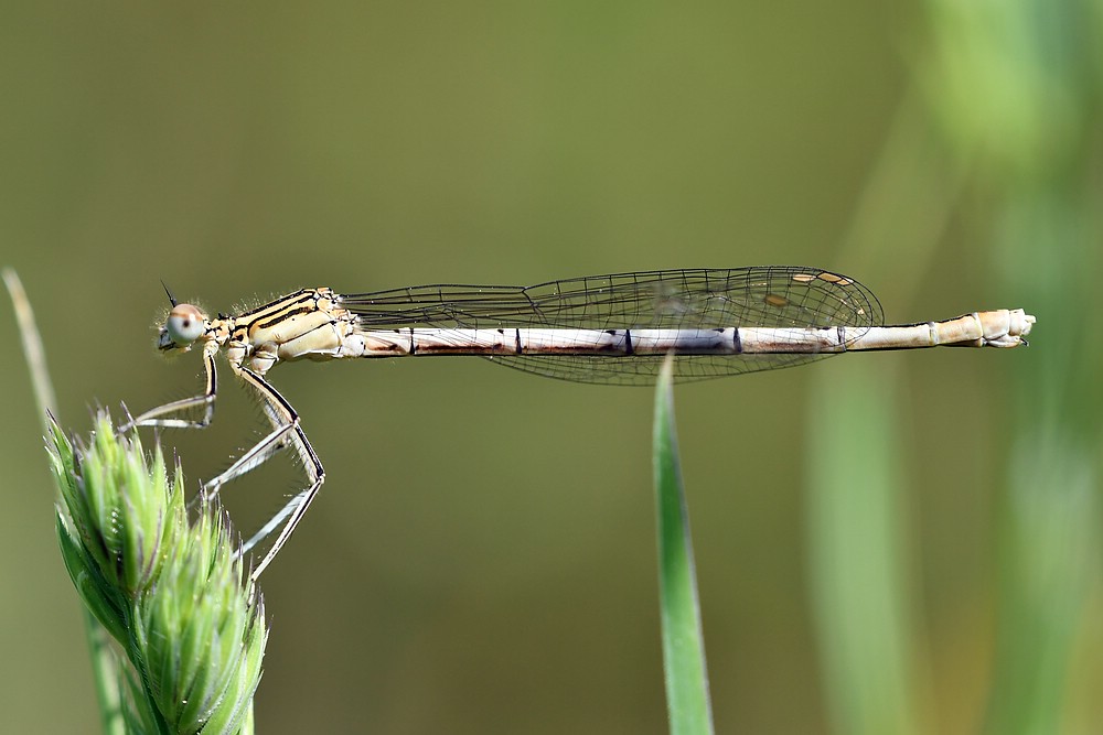 comp JEM 7742

Federlibelle