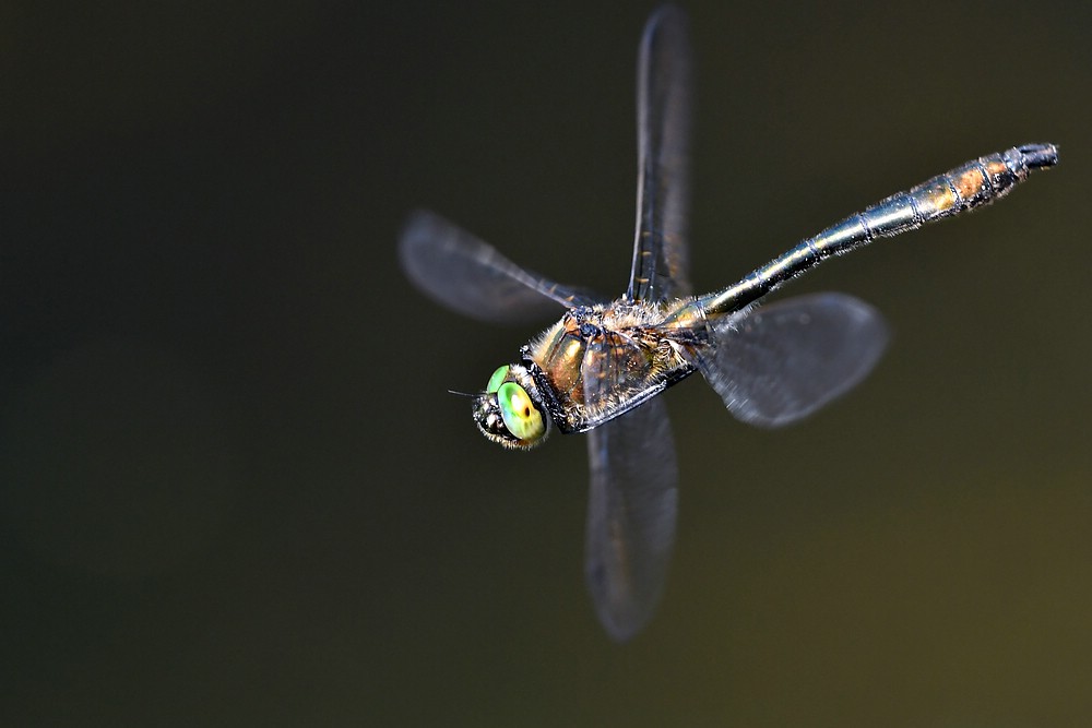 comp JEM 7978

Falkenlibelle