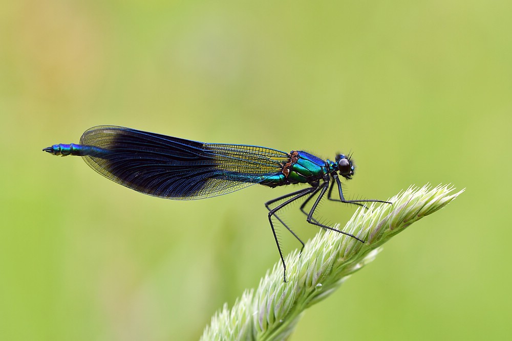 comp JEM 8222

Prachtlibelle