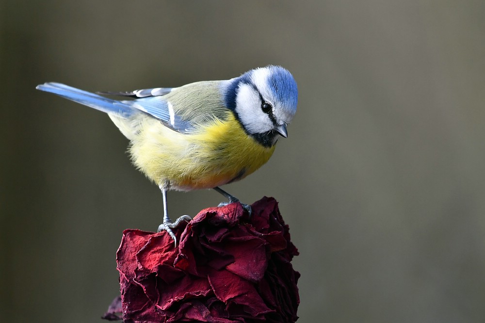 comp JEM 8376

Blaumeise