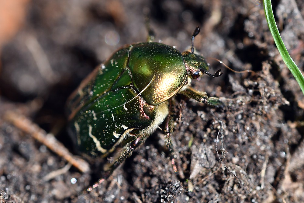 comp JEM 8436

Rosenkäfer