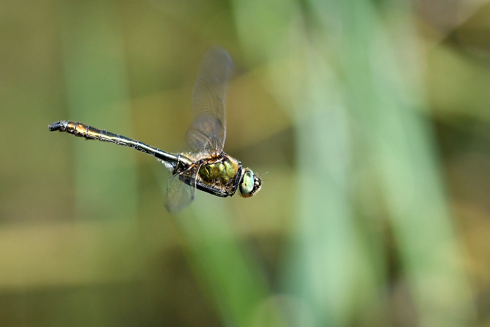 comp JEM 8456

Falkenlibelle