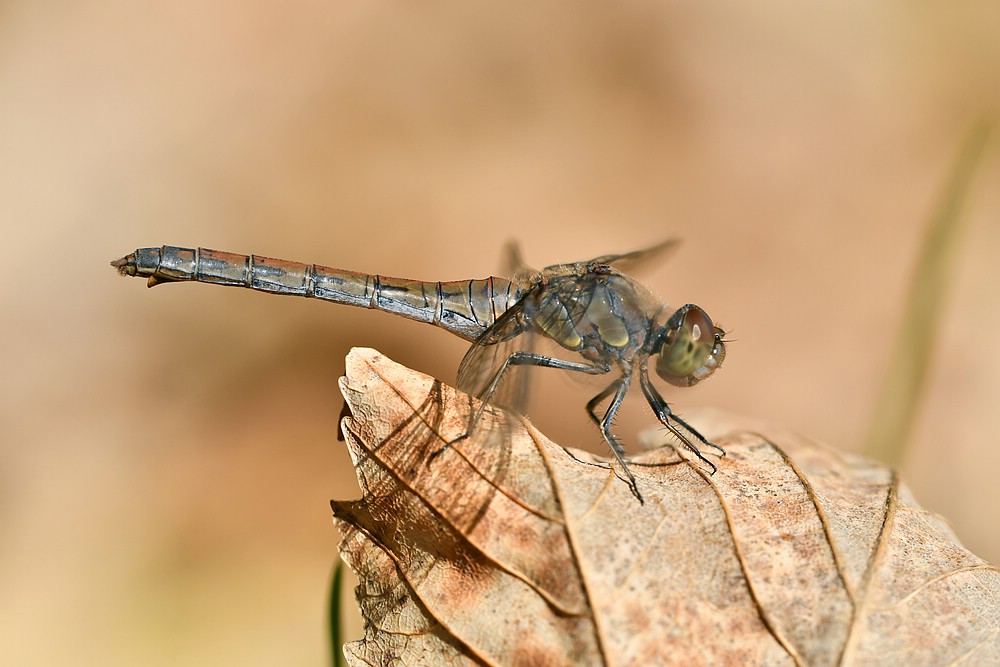 comp JEM 8552

Heidelibelle