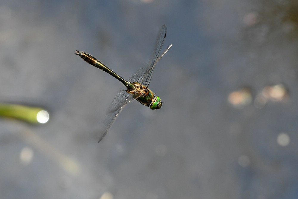 comp JEM 8666

Falkenlibelle