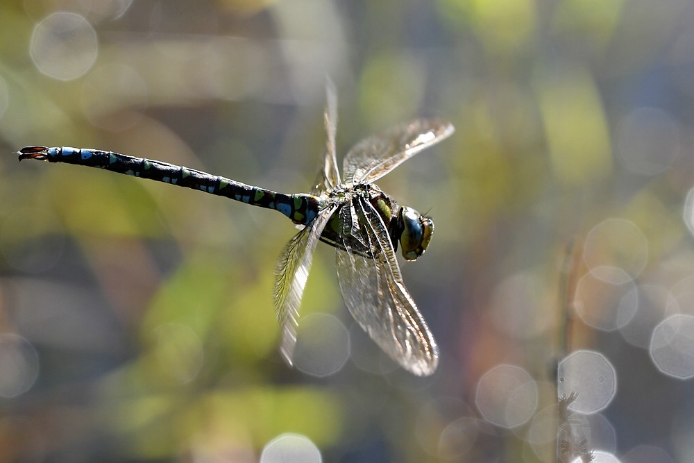 comp JEM 8760


15.10.2017 Mosaikjungfer