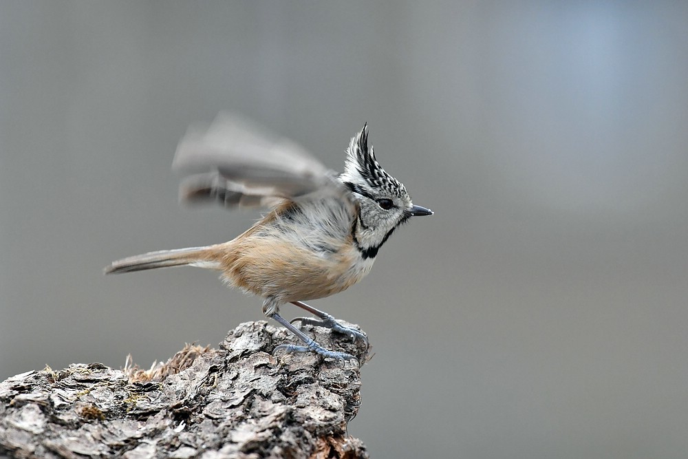comp JEM 9247

Komm kleiner Vogel Breit deine Flügel aus Flieg in die Welt hinaus.