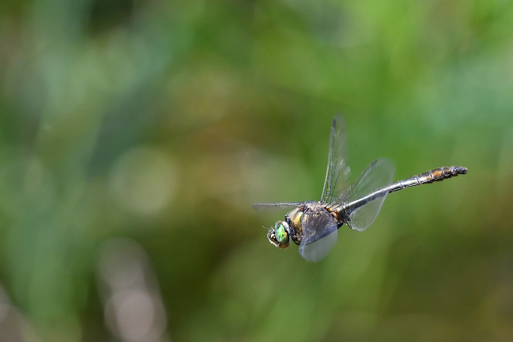 comp JEM 9464

Falkenlibelle