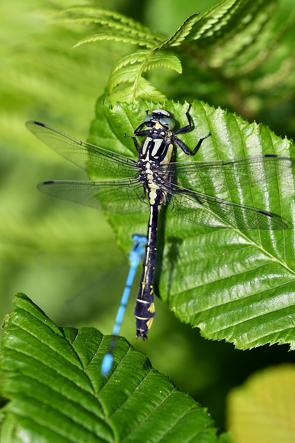 comp JEM 9512

Keiljungfer