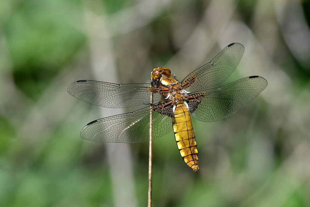 comp JEM 9568