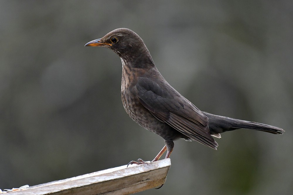 comp JEM 9596

Was für eine Dame