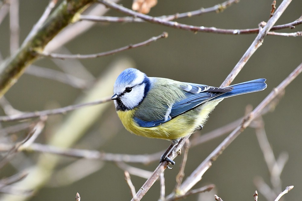comp JEM 9892

Blaumeise