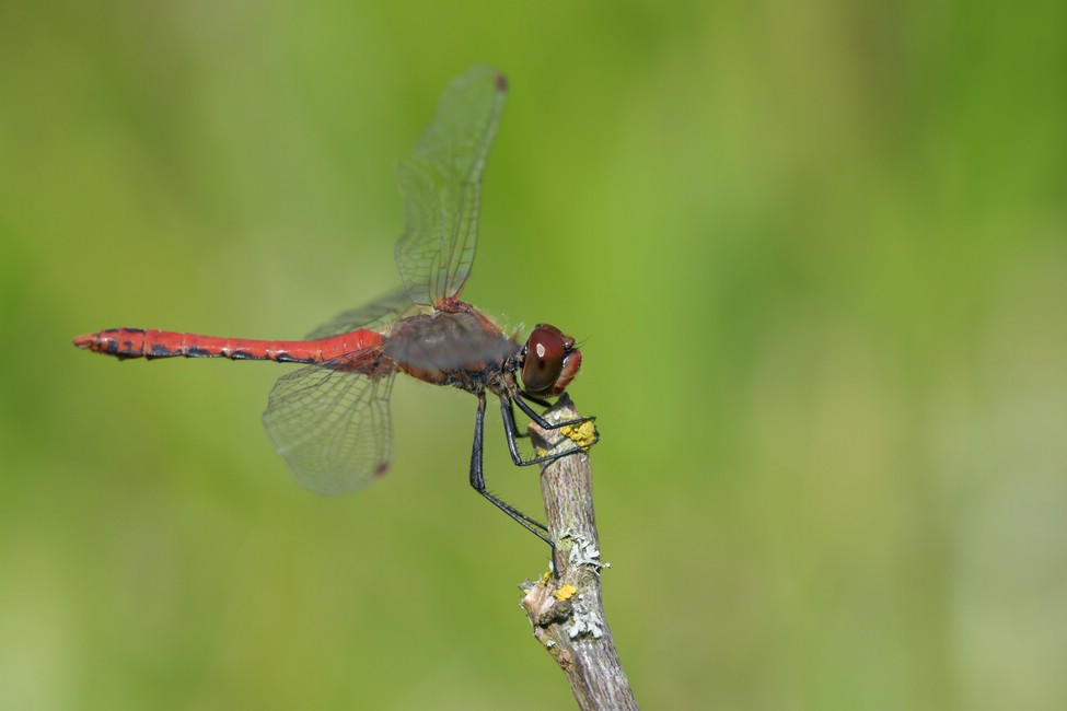 comp JEM 9952

Heidelibelle