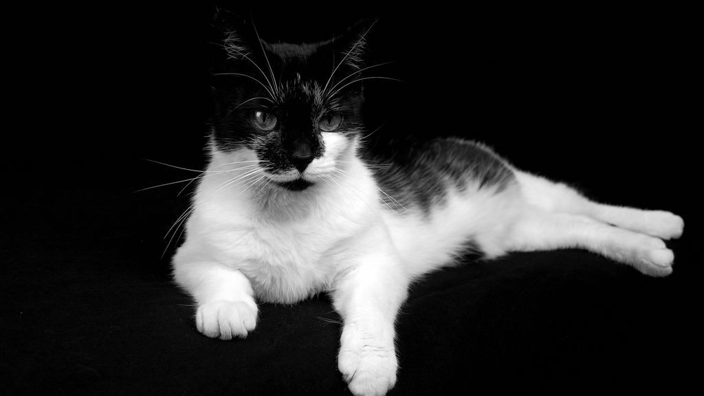 comp kATZE (3)