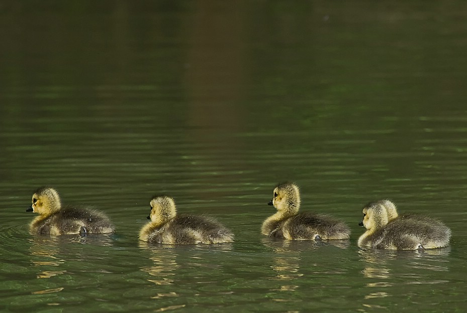 comp Kocks Loch 0024
