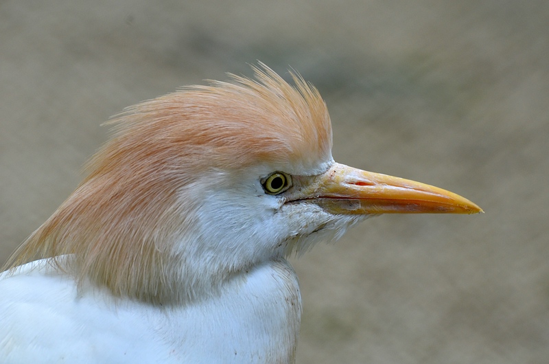 comp kuhreiher