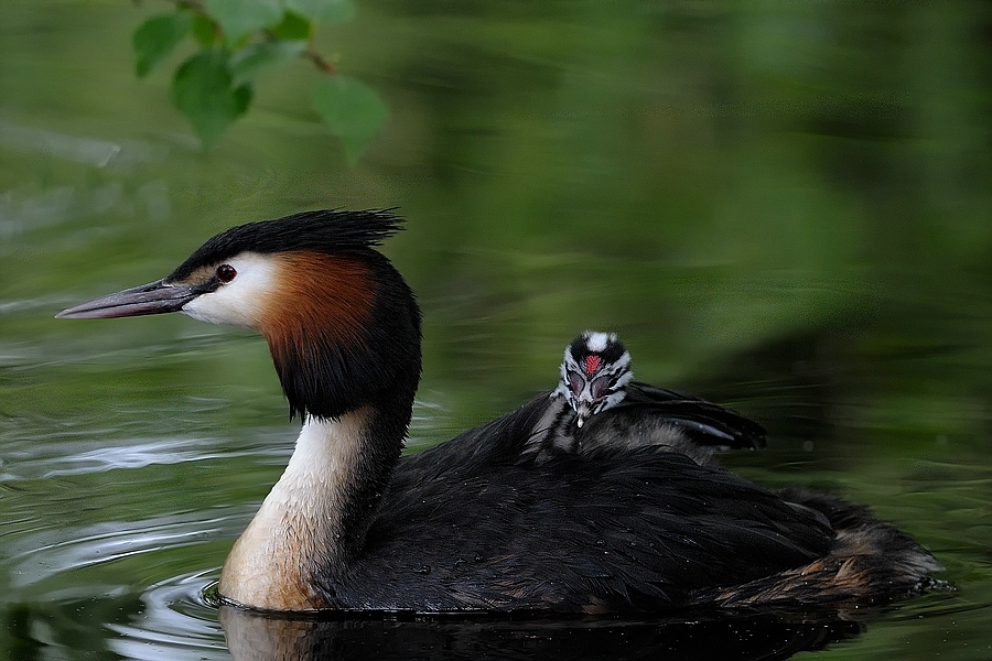 comp Leuther Mühle 291