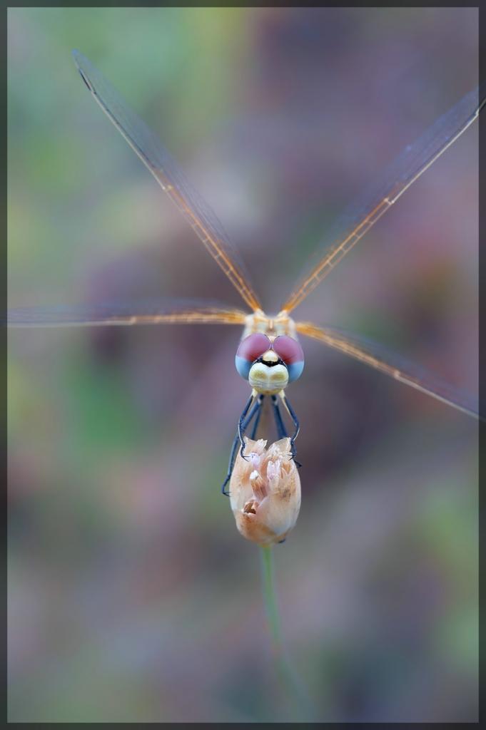 comp Libelle 1