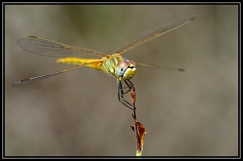 comp libelle