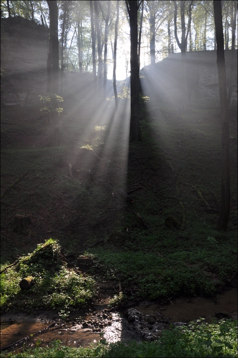 comp Licht im Wald (3)