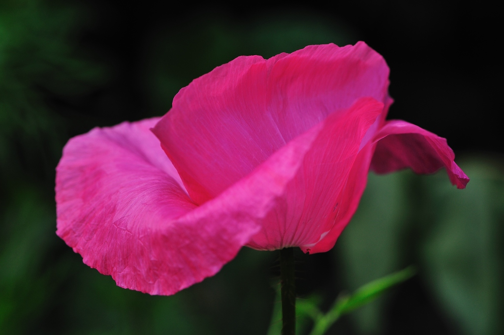 comp Mohn 4218
