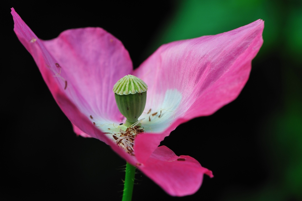 comp Mohn 4235