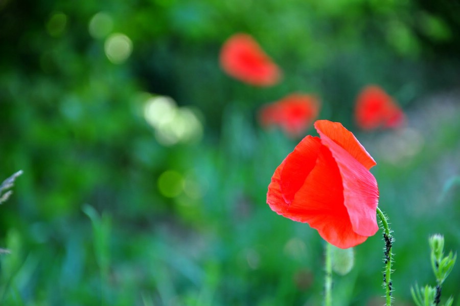 comp Mohn2