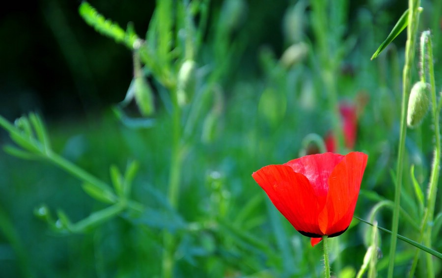 comp Mohn3
