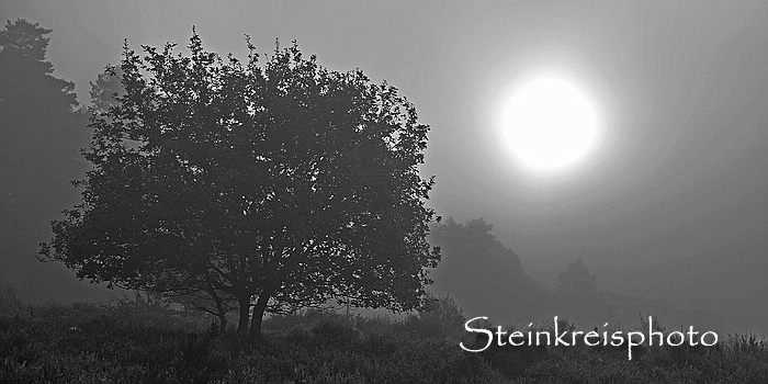 comp Morgends in der Heide