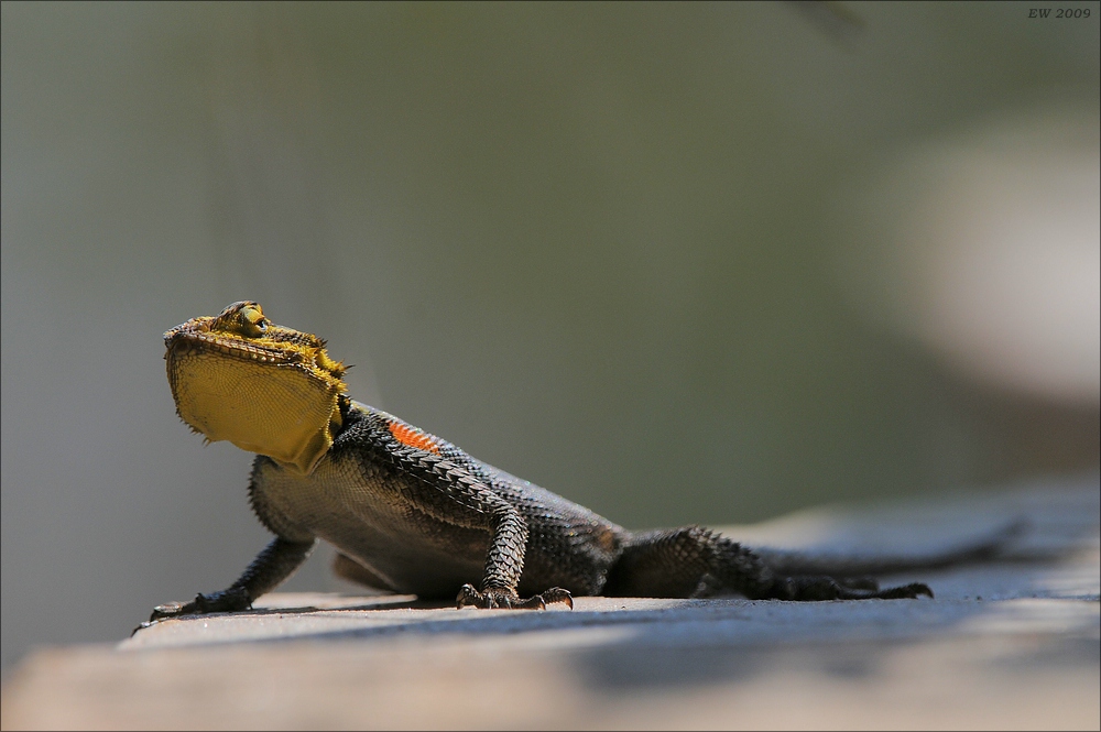 comp Namibia 09 00133