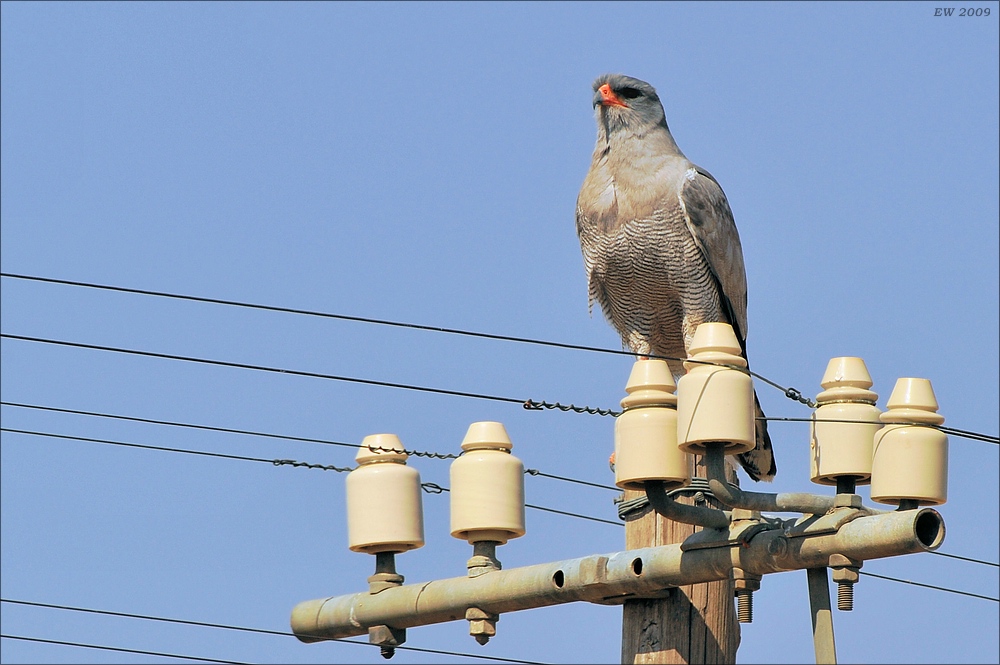 comp Namibia 09 00551