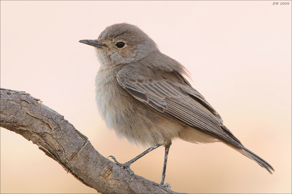 comp Namibia 09 01652