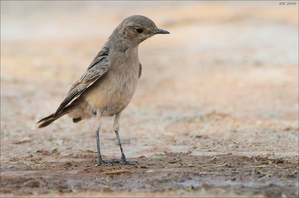 comp Namibia 09 01678