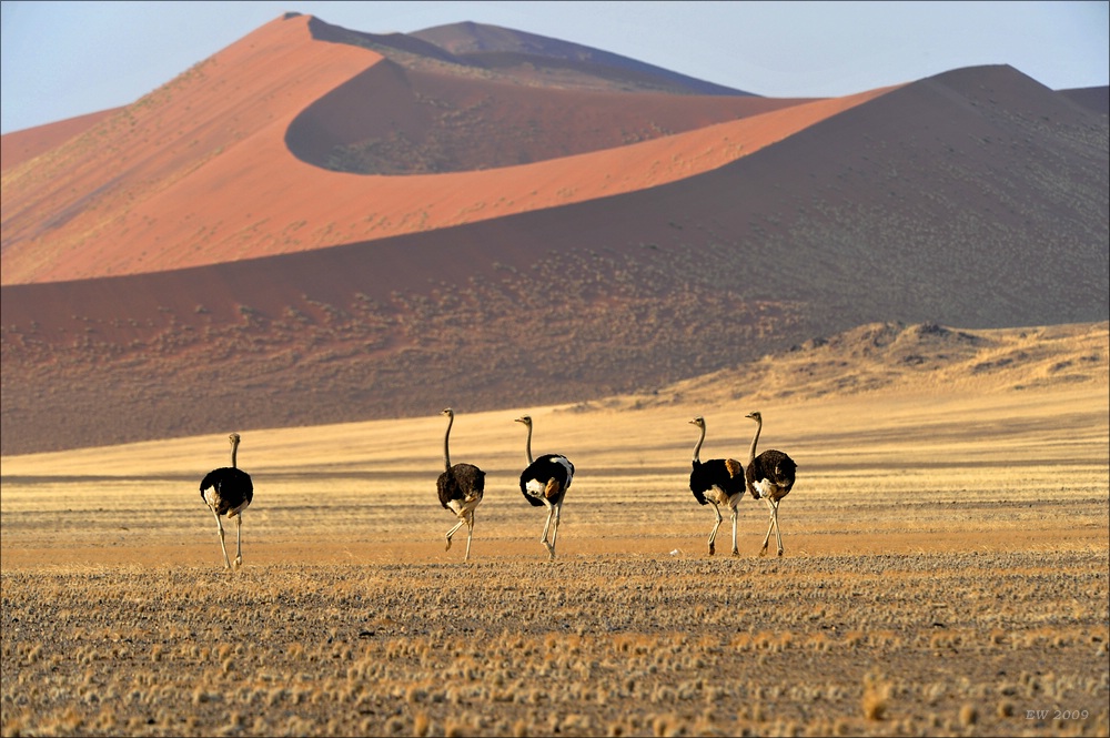 comp Namibia 09 03574
