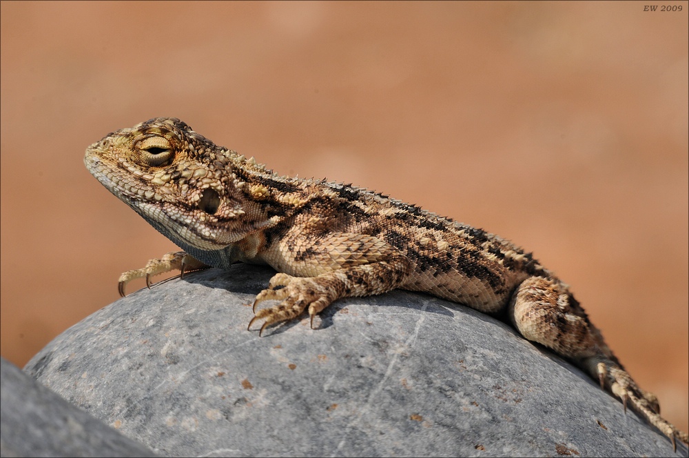 comp Namibia 09 03677