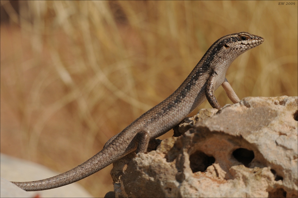 comp Namibia 09 03854