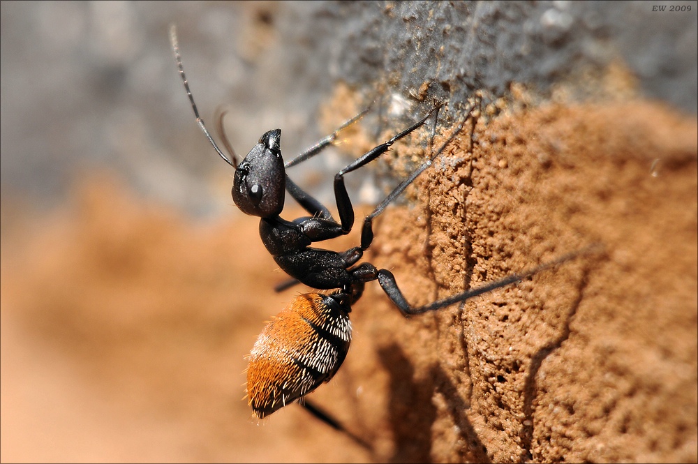 comp Namibia 09 03990