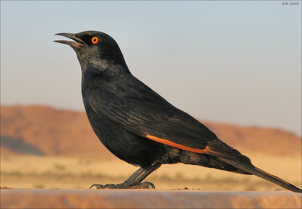 comp Namibia 09 06095