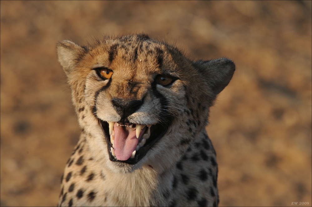 comp Namibia 09 07142