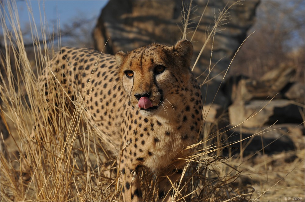 comp Namibia 09 07739