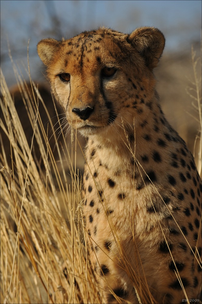 comp Namibia 09 07772