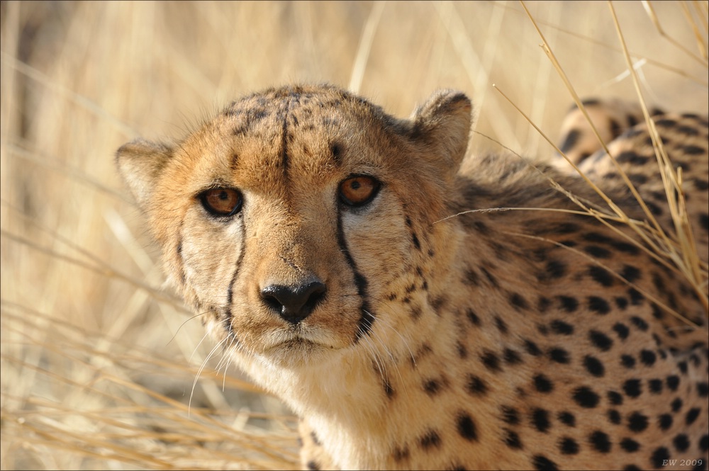 comp Namibia 09 07995