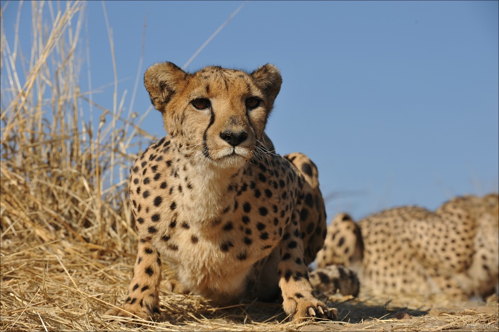 comp Namibia 09 08114