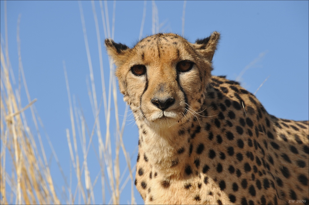 comp Namibia 09 08123