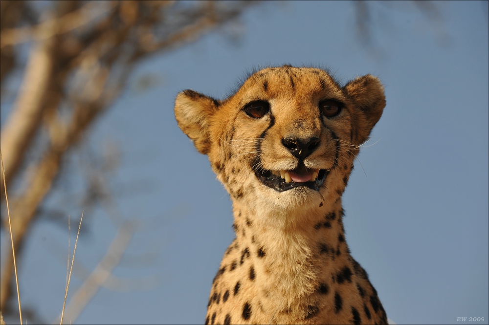 comp Namibia 09 08197
