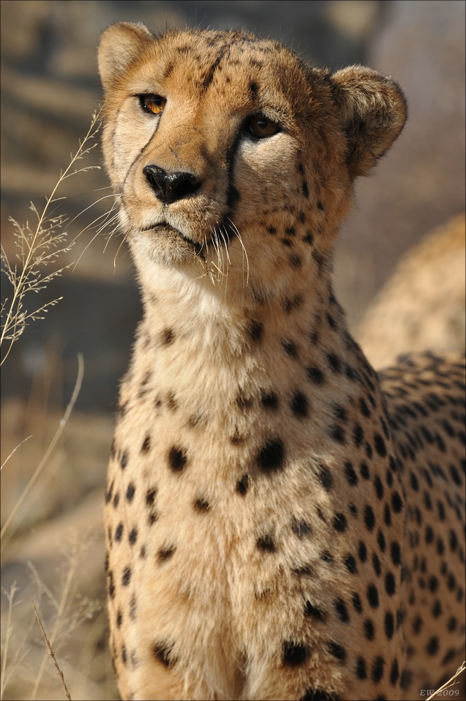 comp Namibia 09 08363