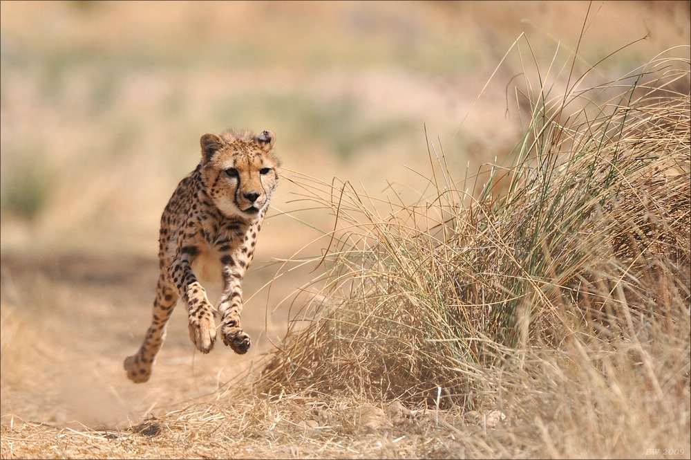 comp Namibia 09 08950