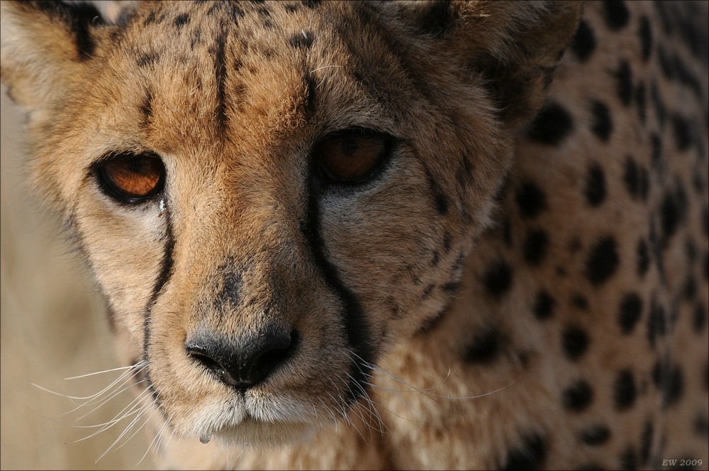 comp Namibia 09 09257