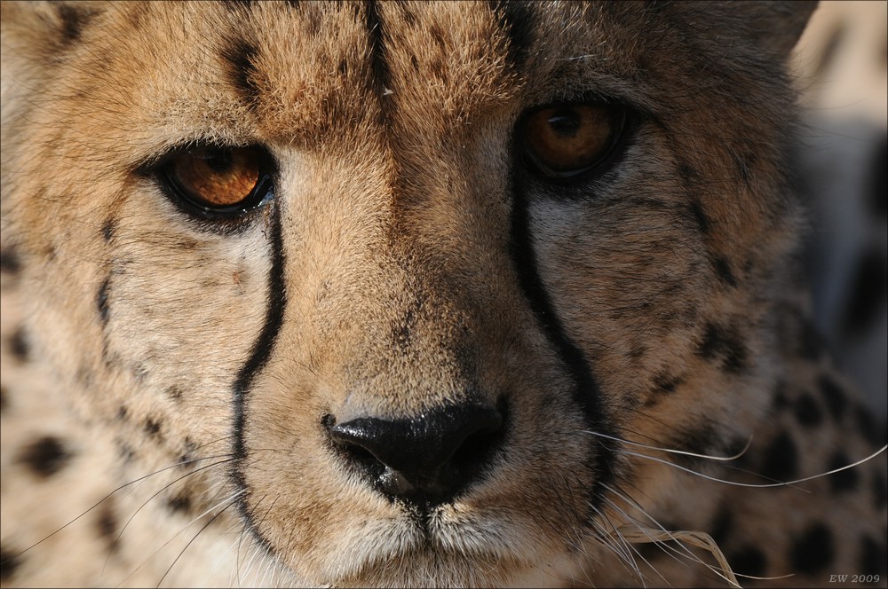 comp Namibia 09 09342