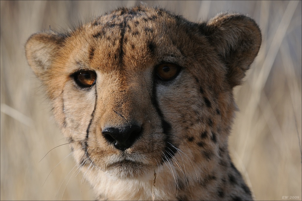 comp Namibia 09 09460